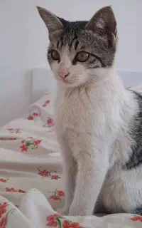 گربه گم شده