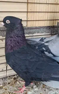 کبوتر پرشی