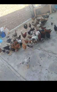 جوجه شروه ای500