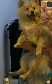 سگ باهوش کم صدا