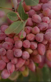 کود مناسب چالکود