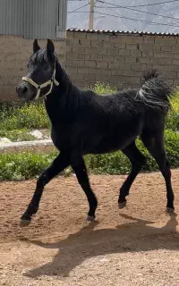 کره اسب مادیون اینده دار