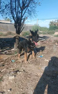 سگ ژرمن شپرد اصل