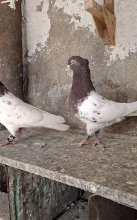 کبوتر کله سرخ