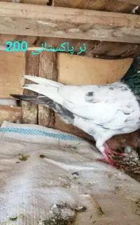 کبوتر پرشی گره پاکستانی طوقی دوکت