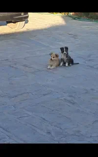 سگ پاکوتاه