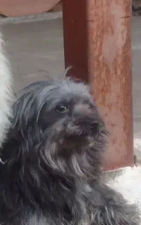 سگ گمشده