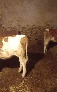 سلام پنج عدد گوساله ماده بفروش میرسه
