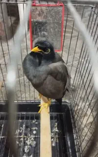 مرغ مینا سخنگو