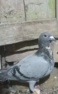 کبوتر