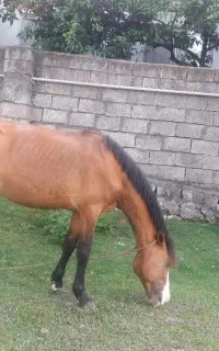 اسب