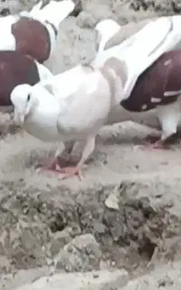 ماده پلاکی گل بسر گمشده