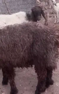 فروش بره نر،بز و میش