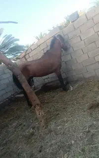 اسب