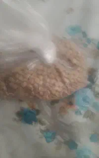 نخود