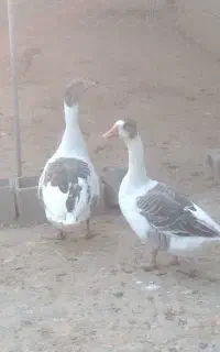 فروش 3عدد غاز درشت