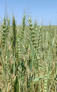 زمین کشاورزی یک هکتار