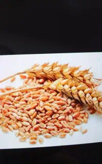 فروش گندم