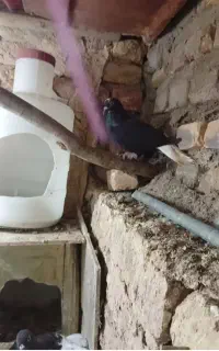کبوتر گم شده