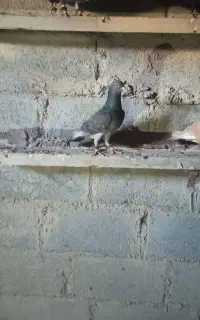 کبوتر پلاکی