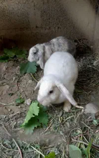 خرگوش لوپ بالغ