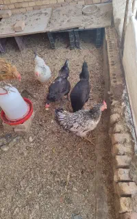 مرغ تخم گذار