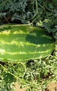 هندوانه به شرط
