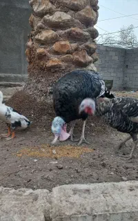بقلمون اُردک