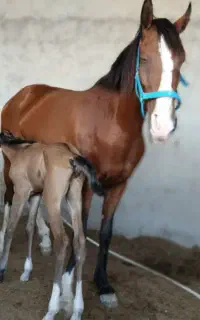 فروش اسب اصیل دره شور