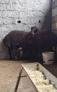 فروش بره نر همو هترو افشاری