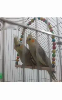 جوجه عروس هلندی باهوش