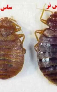 سمپاشی منزل دارای گواهینامه بهداشت حرفه ای سم پاشی