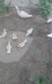 جوجه اردک خارجی