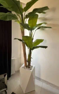 درخچه وارداتی