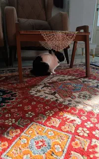 واگذاری خرگوش ۳ ساله