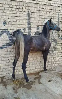 اسب مادیان