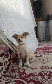سگ پاکوتاه
