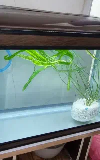 آکواریوم شرکتی شیشه خم 80 سانتی