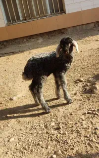 بره شیری ماده