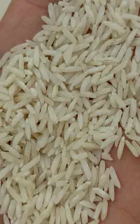 برنج شیرودی خالص