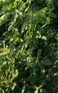 بذر یونجه محلی درجه یک