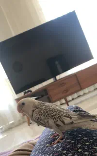 گمشده