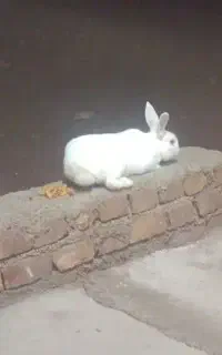 خرگوش