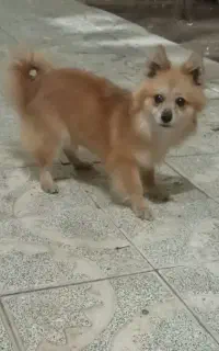سگ پامر
