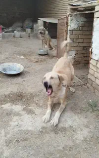 سگ پژدرنگهبان شدید