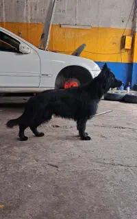 فروش ژرمن بلک نر درجه یک فول اموزش