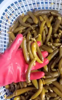تولیدی خیارشور