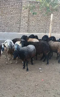 میش ابستن