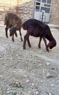بره نر نژاد افشاری