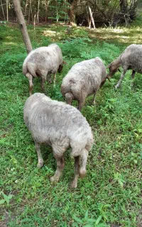 فروش گوسفد